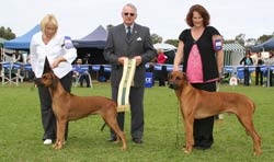 australian bred in show