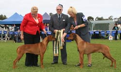 intermediate in show