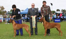 junior in show