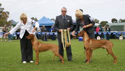 puppy in show