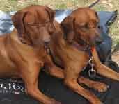 ridgeback puppy Doc