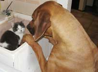 ridgeback puppy Doc