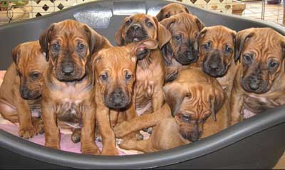 Rhodesian Ridgeback puppies