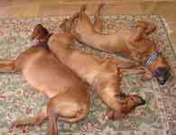 ridgeback puppy Doc