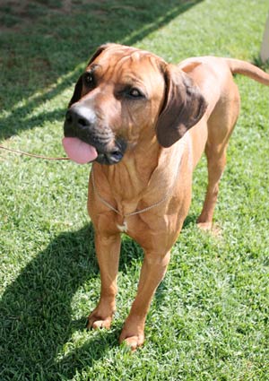 rr rhodesian ridgeback