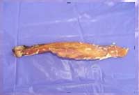 cow tendons