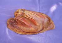 pig ear