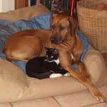 ridgeback puppy Doc