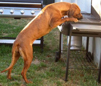 Rhodesian Ridgeback puppies