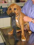 Rhodesian Ridgeback