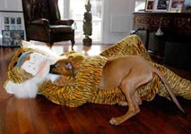 Barkly tiger attack