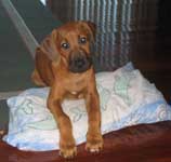 ridgeback puppy Doc