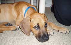 coby
