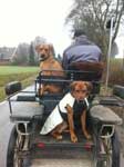 Colt on wagon