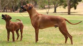 rhodesian ridgebacks Cooper Shakira