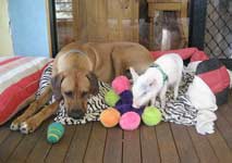 ridgeback puppy Doc