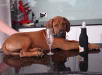 ridgeback puppy Doc