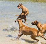 Penny leap
