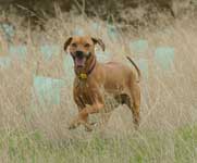 Tilly happy running