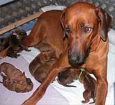 Ashiki with Pupies Rhodesian Ridgeback puppies