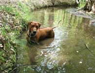 Brehy Rhodesian Redgeback from Chehia