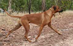 Cooper Rhodesian Ridgeback
