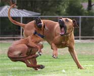 Cooper and Crofter Rhodesian Ridgeback
