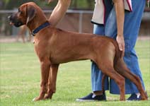 Crofter Rhodesian Ridgeback
