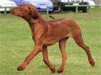 Demi Rhodesian Ridgeback