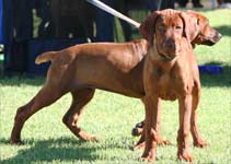 Demi and Grace Rhodesian Ridgeback puppies