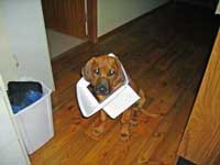 ridgeback puppy Doc