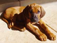 puppy Doc
