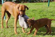Doc and Kia playing
