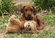 Caprivi puppy 