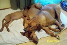 Indiana, Ratu and Manu