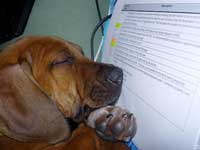 ridgeback puppy Doc