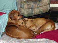 ridgeback puppy Doc