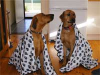 ridgebacks