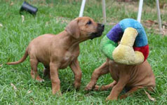 Balnacoin puppies