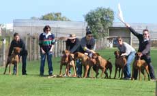 Rhodesian Ridgebacks Racing Day