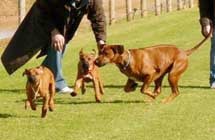 Rhodesian Ridgebacks Racing Day