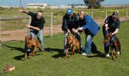 Rhodesian Ridgebacks Racing Day