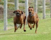 Rhodesian Ridgebacks Racing Day