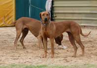 Rhodesian Ridgebacks Racing Day
