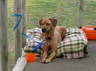 Rhodesian Ridgebacks Racing Day