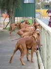 Rhodesian Ridgebacks Racing Day
