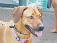 Rhodesian Ridgebacks Racing Day