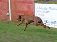 Rhodesian Ridgebacks Racing Day