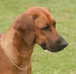 ridgeback puppy Doc