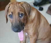 ridgeback puppy Doc